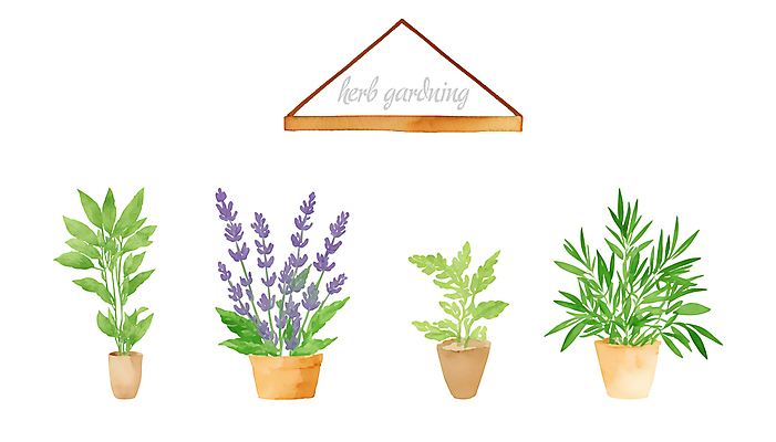 PSD 화분 일러스트 붓터치 수채화 선반 사람없음 풀 허브 원예 번짐 라벤더 로즈메리 국내일러스트 식물 꽃 가구 취미 파일형식 효과