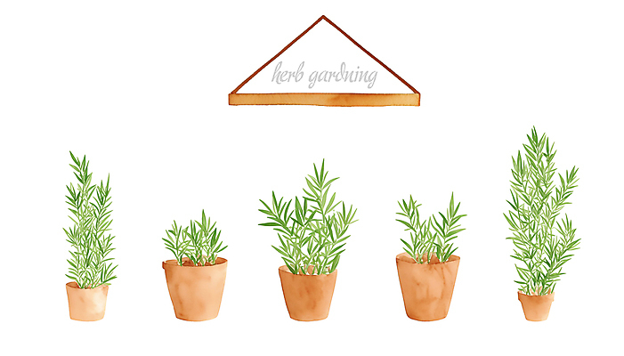 PSD 화분 일러스트 붓터치 수채화 선반 사람없음 풀 허브 원예 번짐 로즈메리 국내일러스트 식물 가구 취미 파일형식 효과