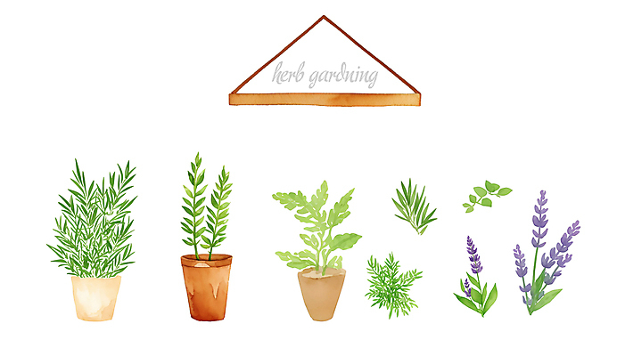 PSD 화분 일러스트 붓터치 수채화 선반 사람없음 풀 허브 원예 번짐 라벤더 로즈메리 국내일러스트 식물 꽃 가구 취미 파일형식 효과