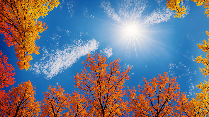 JPG 주간 구름 편집이미지 단풍 낙엽 자연 하늘 단풍나무 풍경 사람없음 햇빛 가을풍경 맑음 가을 숲 편집실사 AI포토 AI콘텐츠 자연요소 나무 계절 잎 날씨 태양 CG 생태계 파일형식 가을_계절