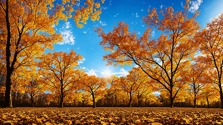 JPG 주간 구름 편집이미지 단풍 낙엽 자연 하늘 단풍나무 풍경 사람없음 햇빛 가을풍경 맑음 가을 숲 편집실사 AI포토 AI콘텐츠 자연요소 나무 계절 잎 날씨 태양 CG 생태계 파일형식 가을_계절