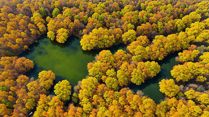 JPG 주간 편집이미지 단풍 낙엽 자연 단풍나무 풍경 사람없음 가을풍경 맑음 가을 숲 편집실사 AI포토 AI콘텐츠 자연요소 나무 계절 잎 날씨 CG 생태계 파일형식 가을_계절
