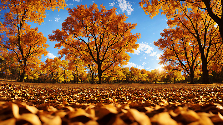 JPG 주간 구름 편집이미지 단풍 낙엽 자연 하늘 단풍나무 풍경 사람없음 햇빛 가을풍경 맑음 가을 숲 편집실사 AI포토 AI콘텐츠 자연요소 나무 계절 잎 날씨 태양 CG 생태계 파일형식 가을_계절