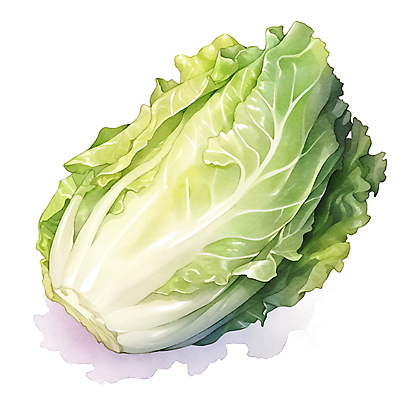 JPG 채소 일러스트 재료 수채화 사람없음 초록색 오브젝트 배추 김장 김장재료 국내일러스트 AI일러스트 AI콘텐츠 컬러 식재료 파일형식