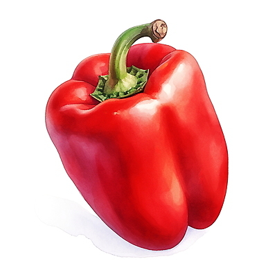 JPG 채소 일러스트 재료 피망 수채화 파프리카 사람없음 빨간색 오브젝트 김장 김장재료 국내일러스트 AI일러스트 AI콘텐츠 컬러 식재료 파일형식