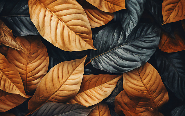 JPG 편집이미지 낙엽 나뭇잎 건조 사람없음 갈색 가을 편집실사 AI포토 AI콘텐츠 계절 컬러 잎 CG 파일형식