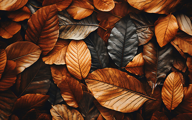 JPG 편집이미지 낙엽 나뭇잎 건조 사람없음 갈색 가을 편집실사 AI포토 AI콘텐츠 계절 컬러 잎 CG 파일형식