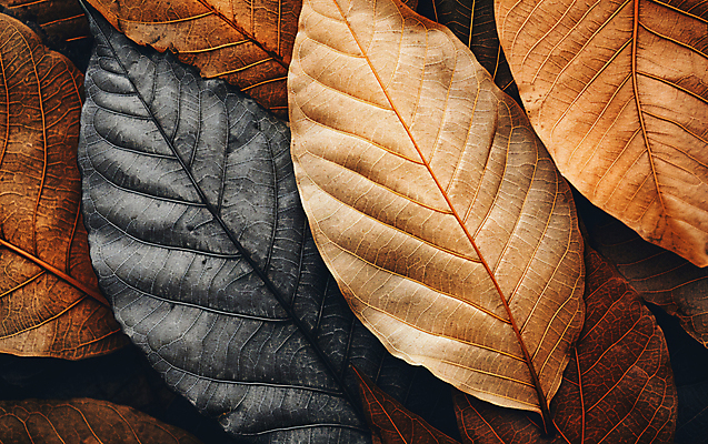 JPG 편집이미지 낙엽 나뭇잎 건조 사람없음 갈색 가을 편집실사 AI포토 AI콘텐츠 계절 컬러 잎 CG 파일형식