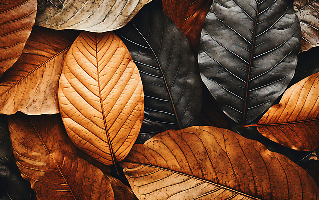 JPG 편집이미지 낙엽 나뭇잎 건조 사람없음 갈색 가을 편집실사 AI포토 AI콘텐츠 계절 컬러 잎 CG 파일형식