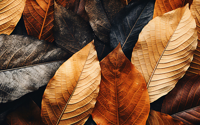 JPG 편집이미지 낙엽 나뭇잎 건조 사람없음 갈색 가을 편집실사 AI포토 AI콘텐츠 계절 컬러 잎 CG 파일형식