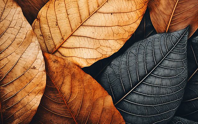 JPG 편집이미지 낙엽 나뭇잎 건조 사람없음 갈색 가을 편집실사 AI포토 AI콘텐츠 계절 컬러 잎 CG 파일형식