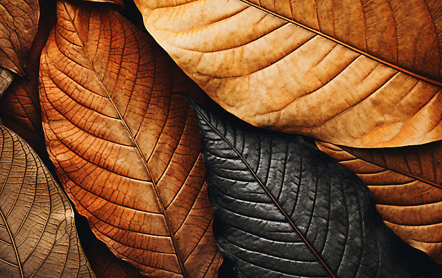 JPG 편집이미지 낙엽 나뭇잎 건조 사람없음 갈색 가을 편집실사 AI포토 AI콘텐츠 계절 컬러 잎 CG 파일형식