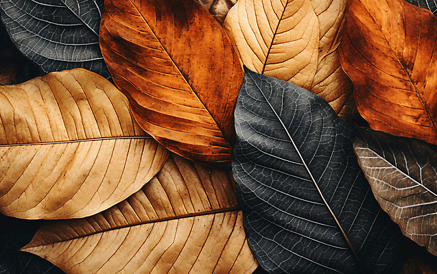 JPG 편집이미지 낙엽 나뭇잎 건조 사람없음 갈색 가을 편집실사 AI포토 AI콘텐츠 계절 컬러 잎 CG 파일형식