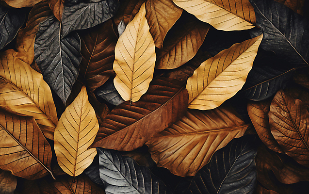 JPG 편집이미지 낙엽 나뭇잎 건조 사람없음 갈색 가을 편집실사 AI포토 AI콘텐츠 계절 컬러 잎 CG 파일형식