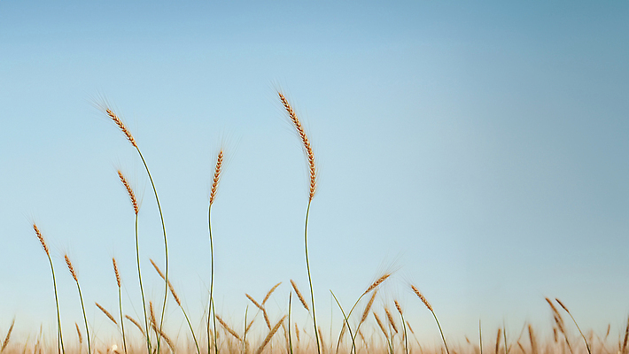 JPG 편집이미지 자연 하늘 풍경 사람없음 추수 가을 밀 디지털합성 편집실사 AI포토 AI콘텐츠 계절 농업 곡류 CG 생태계 파일형식