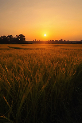 JPG 편집이미지 자연 하늘 풍경 사람없음 일몰 추수 가을 디지털합성 밀밭 편집실사 AI포토 AI콘텐츠 계절 밭 농업 노을 밀 CG 생태계 파일형식