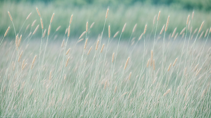 JPG 편집이미지 자연 풍경 사람없음 추수 가을 디지털합성 밀밭 편집실사 AI포토 AI콘텐츠 계절 밭 농업 밀 CG 생태계 파일형식