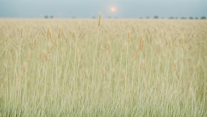 JPG 편집이미지 자연 풍경 사람없음 추수 가을 디지털합성 밀밭 편집실사 AI포토 AI콘텐츠 계절 밭 농업 밀 CG 생태계 파일형식