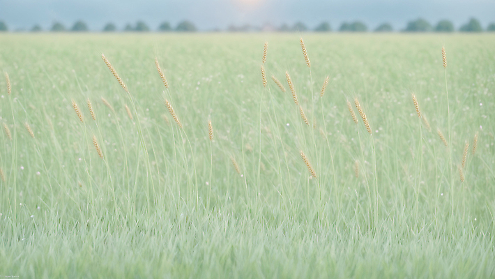 JPG 편집이미지 자연 풍경 사람없음 추수 가을 디지털합성 밀밭 편집실사 AI포토 AI콘텐츠 계절 밭 농업 밀 CG 생태계 파일형식