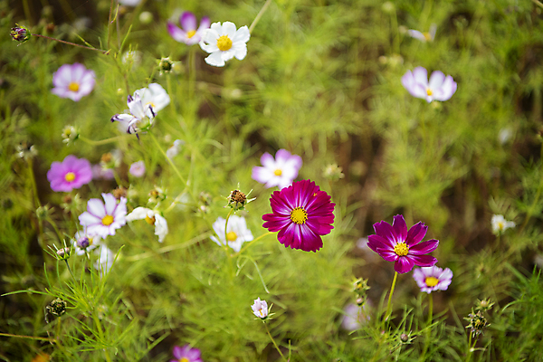 포토 JPG 자연 풍경 사람없음 가을 코스모스 힐링 단양 국내포토 계절 꽃 생태계 충청북도 파일형식