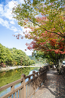 포토 JPG 나무 구름 자연 하늘 산 풍경 사람없음 울타리 강 가을 힐링 단양 가교 국내포토 자연요소 식물 건축물 계절 담장 생태계 충청북도 파일형식