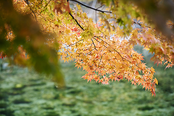 포토 JPG 단풍 자연 풍경 근접촬영 사람없음 가을 나뭇가지 소프트포커스 힐링 단양 국내포토 나무 계절 뷰포인트 잎 촬영기법 생태계 충청북도 파일형식