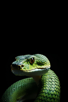 JPG 편집이미지 한마리 파충류 사람없음 초록색 뱀 카피스페이스 편집실사 AI포토 AI콘텐츠 동물 1 컬러 공백 CG 파일형식