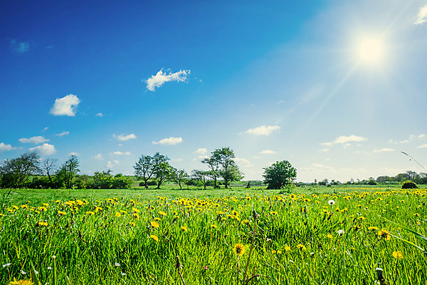 포토 JPG 해외이미지 식물 계절 꽃 줄기 잎 밭 농업 자연 하늘 날씨 씨앗 풍경 잔디 초원 사람없음 야외 초록색 여름 파란색 햇빛 태양 노란색 환경 봄 활발 들꽃 성장 벚꽃 전원 시골 잡초 민들레 땅 허브 장면 솜털 수평선 해외202004 해외포토 자연요소 산업 컬러 컨셉 전기에너지 생태계 파일형식