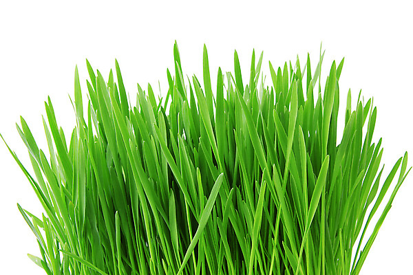 포토 JPG 해외이미지 식물 웰빙 컨셉 잎 휴식 사람없음 초록색 정원 꽃병 흰배경 고립 해외202004 해외포토 꽃 컬러 백그라운드 흰색 파일형식