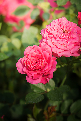 포토 JPG 해외이미지 식물 꽃잎 꽃 줄기 분홍색 잎 꽃무늬 자연 발렌타인데이 사람없음 야외 초록색 햇빛 장미 정원 벚꽃 내추럴 해외202004 해외포토 컬러 무늬 데이이벤트 태양 생태계 파일형식