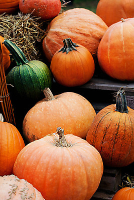 포토 JPG 해외이미지 잎 밭 농업 채소 자연 호박 사람없음 야외 목재 농작물 농장 할로윈 수확 추수 가을 유기농 박 추수감사절 맛있는 해외202004 해외포토 나무 식물 웰빙 계절 산업 기독교 재료 생태계 파일형식