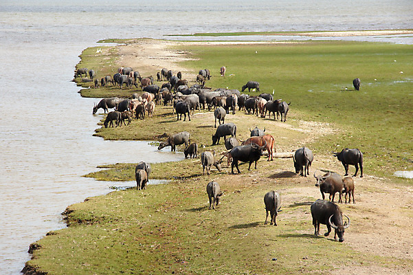 포토 JPG 해외이미지 나무 동물 아시아 문화 밭 농업 포유류 태국 자연 근육 노동자 생물 뿔 사람없음 야외 초록색 물 농장 수확 연못 업무 뜨거움 소 농부 큼 진흙 무거움 동물상 해외202004 해외포토 자연요소 식물 직업 나라 산업 컬러 조형물 작업 무게 크기 생태계 파일형식