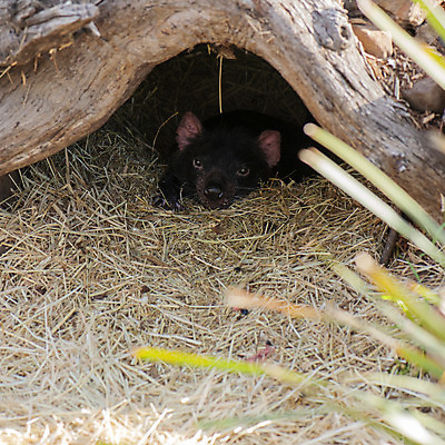 포토 JPG 해외이미지 동물 사람없음 호주 주머니곰 해외202004 해외포토 포유류 오세아니아 파일형식