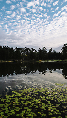 포토 JPG 해외이미지 나무 공원 호수 백그라운드 자연 하늘 아침 휴식 풍경 사람없음 초록색 물 파란색 반사 침묵 연못 장면 해외202004 해외포토 주간 자연요소 식물 공공시설 컬러 컨셉 소리 생태계 파일형식