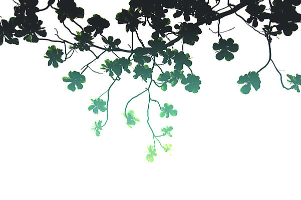 포토 JPG 해외이미지 나무 실루엣 백그라운드 자연 하늘 아침 함께함 그림자 사람없음 햇빛 태양 검은색 죽음 뜨거움 애도 혼자 해외202004 해외포토 주간 자연요소 식물 컬러 컨셉 촬영기법 생태계 파일형식