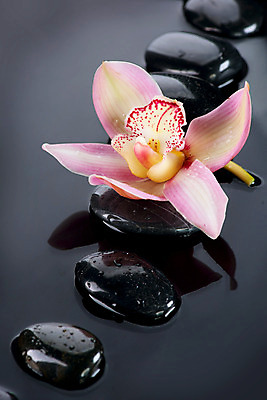 포토 JPG 해외이미지 꽃 분홍색 백그라운드 컨셉 사람없음 물 쌓기 검은색 스파 젖음 조약돌 흰색 마사지 난초 오브젝트 테라피 해외202004 해외포토 자연요소 식물 컬러 모션 뷰티 돌_바위 파일형식