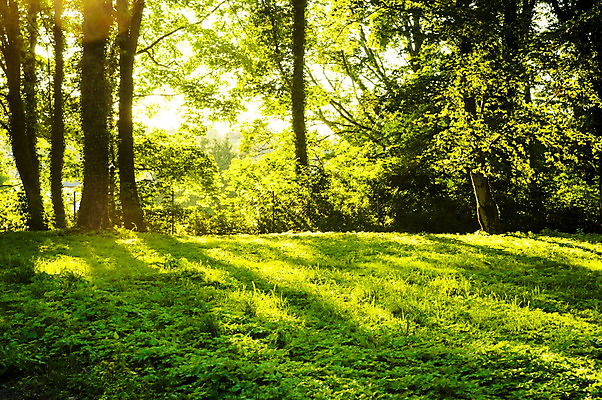 포토 JPG 해외이미지 나무 계절 공원 백그라운드 잎 자연 아침 풍경 사람없음 야외 목재 초록색 여름 빛 햇빛 태양 일출 환경 맑음 봄 안개 광선 나뭇가지 시골 숲 열대우림 내추럴 삼림지대 해외202004 해외포토 주간 자연요소 식물 공공시설 컬러 재료 날씨 노을 생태계 파일형식