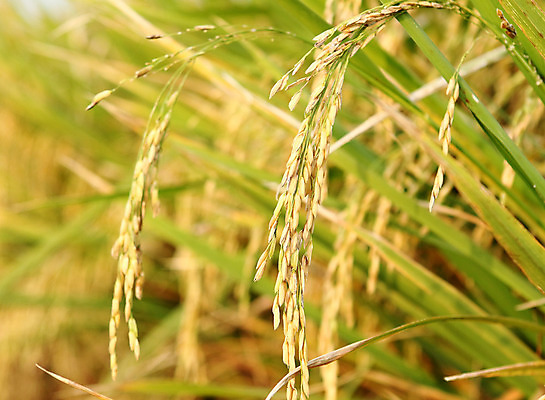 포토 JPG 해외이미지 나무 잎 농업 자연 씨앗 풍경 사람없음 야외 농작물 농장 농경지 수확 추수 가을 닫기 유기농 스파이크 밀짚 논밭 해외202004 해외포토 식물 웰빙 계절 산업 밭 모션 논 짚 생태계 파일형식