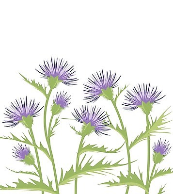 EPS 해외이미지 식물 템플릿 디자인 꽃 실루엣 꽃다발 결혼 백그라운드 잎 꽃무늬 패턴 일러스트 자연 프레임 초원 그래픽 장식 여름 세트 정원 봄 낭만 벚꽃 나뭇가지 축하 인사 약초 인쇄 허브 심볼 그림 초대 엉겅퀴 내추럴 고립 구성 빅토리아 이국적 스코틀랜드 해외202004 해외일러스트 나무 계절 컨셉 무늬 영국 촬영기법 이벤트 예절 풀 생태계 파일형식 벡터