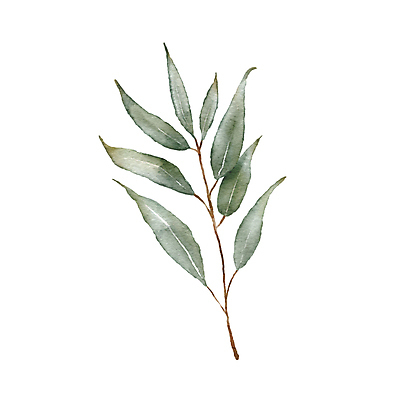 JPG 해외이미지 잎 일러스트 미술 사람없음 손그림 유칼립투스 해외202309 해외일러스트 식물 문화예술 파일형식