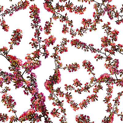 포토 JPG 해외이미지 나무 직업 전통 계절 수영복 꽃잎 꽃무늬 패턴 추상 휴가 동양인 사람없음 장식 초록색 빛 일본 중국 봄 벚꽃 흰색 나뭇가지 신용카드 화려 개화 체리 서핑 달콤 사과 인쇄 질감 하와이 초대 고립 반복 해외202309 해외포토 식물 옷 꽃 아시아 컬러 컨셉 무늬 과일 인종 금융 미국 수상스포츠 맛 파일형식