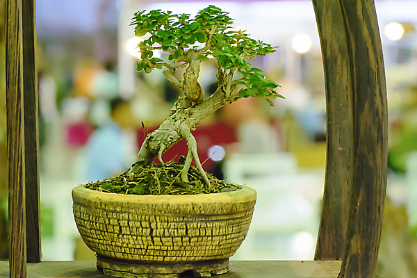 포토 JPG 해외이미지 나무 식물 전통 디자인 아시아 문화 여행 패턴 자연 동양인 사람없음 장식 초록색 뷰티 일본 중국 바위 역사 작음 원예 분재 옛날 스타일 해외202309 해외포토 나라 컬러 무늬 인종 취미 돌_바위 크기 생태계 파일형식