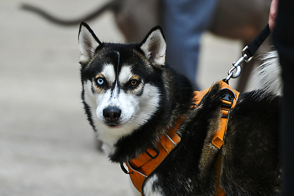 포토 JPG 해외이미지 나무 동물 공원 여자 행복 얼굴 야생동물 백그라운드 밭 장난 포유류 자연 털 사람없음 야외 초록색 파란색 반려동물 뷰티 농장 갈색 검은색 산책 흰색 개 혀 송곳니 7 고립 기르기 시베리아 우크라이나 해외202309 해외포토 식물 공공시설 감정 유럽 컬러 농업 휴식 사람 신체부위 숫자 입 치아 생태계 돌봄 파일형식