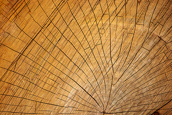 포토 JPG 해외이미지 모양 나무 물결 조각 백그라운드 패턴 부분 자연 표면 건조 따뜻함 사람없음 목재 옆모습 갈색 반지 시간 거친 체리 횡단보도 닫기 장작 자르기 소중 묘사 유기농 질감 통나무 시들음 잡동사니 내추럴 깊이 리뷰 수목 옛날 핵심 나무배경 해외202309 해외포토 식물 웰빙 뷰포인트 컬러 컨셉 무늬 과일 재료 장신구 모션 보행로 생태계 파일형식