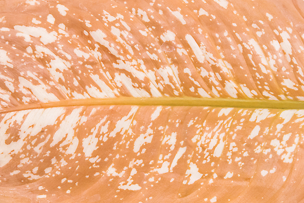 포토 JPG 해외이미지 식물 화초 과학 백그라운드 잎 농업 자연 건조 실험 사람없음 초록색 농장 정원 펼침 죽음 조직 수비 질병 과학자 원예 질감 생물학 감염 미생물 시들음 내추럴 고립 곰팡이 썩음 전염병 제어 증상 화학물질 해외202309 해외포토 직업 교육 산업 컬러 의학 모션 생물 취미 화학 생태계 학자 파일형식