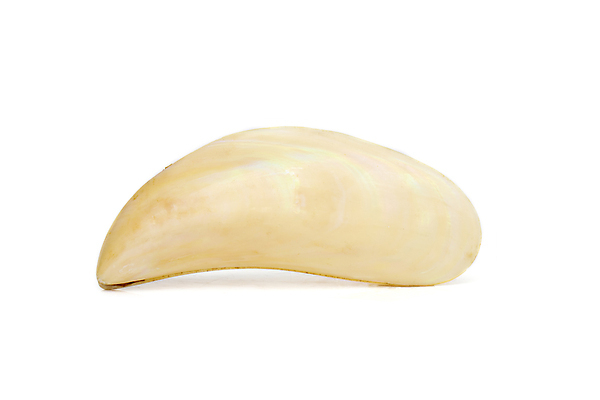 포토 JPG 해외이미지 동물 음식 모래 바다 분홍색 여행 백그라운드 패턴 자연 휴가 조개 연체동물 사람없음 야외 장식 물 뷰티 갈색 노란색 껍질 묘사 오브젝트 싱글 기념품 홍합 대각선 내추럴 고립 구성 접기 플랫레이 카피스페이스 해외202309 해외포토 자연요소 선 컬러 무늬 모션 어패류 무척추동물 공백 플랫 생태계 파일형식