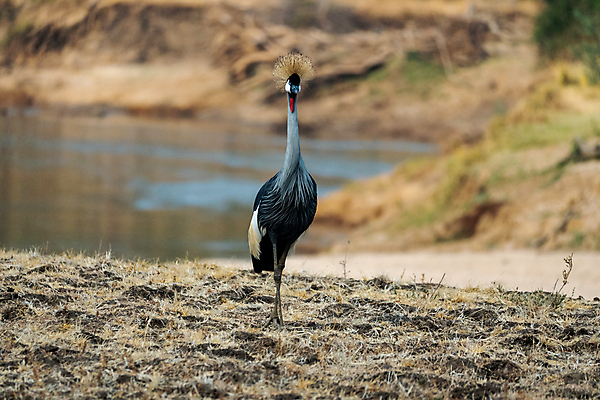 포토 JPG 해외이미지 동물 공원 남자 얼굴 야생동물 날개 아프리카 자연 조류 왕관 사람없음 빨간색 초록색 파란색 컬러풀 뷰티 머리 검은색 회색 흰색 사파리 깃털 기중기 부리 갈기 목 동쪽 내추럴 동물상 우간다 이국적 전국 해외202309 해외포토 공공시설 나라 컬러 사람 신체부위 조형물 중장비 방향 생태계 파일형식