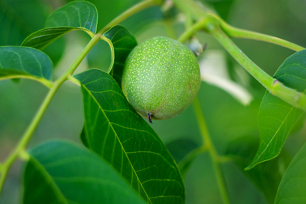 포토 JPG 해외이미지 나무 식물 1 계절 음식 백그라운드 잎 농업 과일 자연 건강 사람없음 초록색 정원 농사 견과류 수확 성장 껍질 나뭇가지 신선 닫기 과수원 유기농 날것 호두 국산 내추럴 밭일 숙성 식용 영양분 세련 해외202309 해외포토 웰빙 산업 컬러 모션 생태계 파일형식