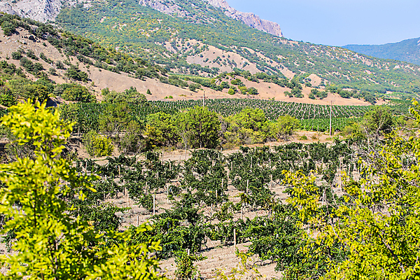 포토 JPG 해외이미지 나무 식물 유럽 산업 여행 백그라운드 밭 농업 과일 자연 하늘 포도 산 사람없음 야외 초록색 뷰티 농장 농경지 평화 마을 와인 정원 계곡 봄 수확 성장 시골 언덕 유기농 포도밭 포도나무 지역 양조장 줄서기 해외202309 해외포토 웰빙 계절 나라 컬러 컨셉 모션 주류 과일나무 생태계 파일형식