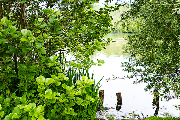 포토 JPG 해외이미지 나무 식물 계절 공원 호수 여행 백그라운드 잎 자연 하늘 휴식 사람없음 야외 초록색 물 파란색 빛 강 뷰티 반사 환경 정원 침묵 봄 연못 숲 장면 내추럴 해외202309 해외포토 자연요소 공공시설 컬러 컨셉 소리 생태계 파일형식